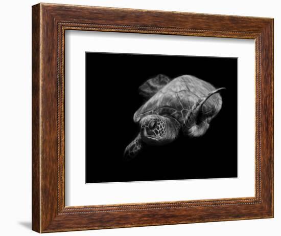 Portrait of a Sea Turtle in Black and White-Robin Wechsler-Framed Giclee Print