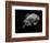 Portrait of a Sea Turtle in Black and White-Robin Wechsler-Framed Giclee Print