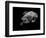 Portrait of a Sea Turtle in Black and White-Robin Wechsler-Framed Giclee Print