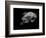 Portrait of a Sea Turtle in Black and White-Robin Wechsler-Framed Giclee Print