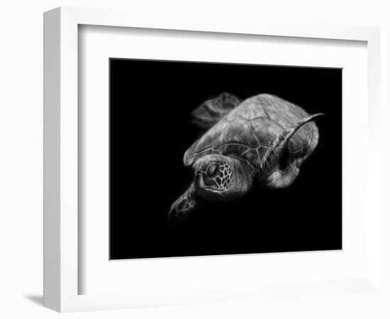 Portrait of a Sea Turtle in Black and White-Robin Wechsler-Framed Giclee Print