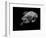 Portrait of a Sea Turtle in Black and White-Robin Wechsler-Framed Giclee Print