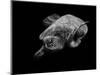 Portrait of a Sea Turtle in Black and White-Robin Wechsler-Mounted Giclee Print