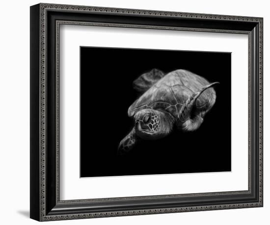 Portrait of a Sea Turtle in Black and White-Robin Wechsler-Framed Giclee Print