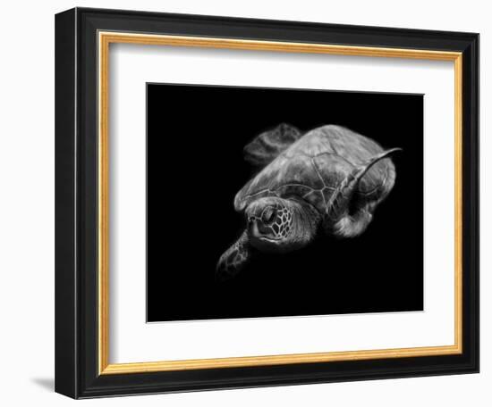 Portrait of a Sea Turtle in Black and White-Robin Wechsler-Framed Giclee Print