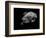 Portrait of a Sea Turtle in Black and White-Robin Wechsler-Framed Giclee Print