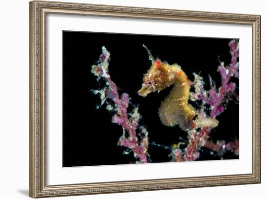 Portrait of a Severn's Pygmy Seahorse (Hippocampus Severnsi) at Mioskon Island-Alex Mustard-Framed Photographic Print