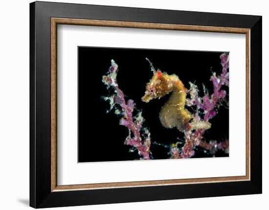 Portrait of a Severn's Pygmy Seahorse (Hippocampus Severnsi) at Mioskon Island-Alex Mustard-Framed Photographic Print