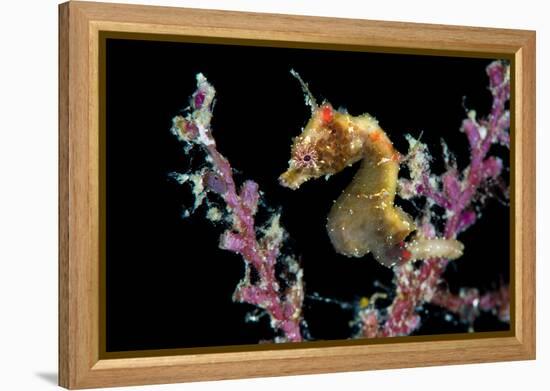 Portrait of a Severn's Pygmy Seahorse (Hippocampus Severnsi) at Mioskon Island-Alex Mustard-Framed Premier Image Canvas