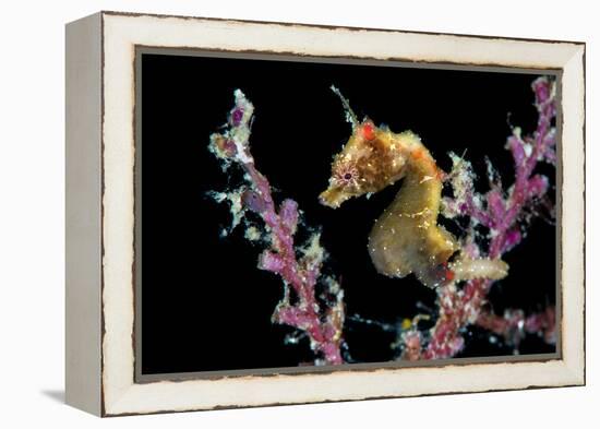 Portrait of a Severn's Pygmy Seahorse (Hippocampus Severnsi) at Mioskon Island-Alex Mustard-Framed Premier Image Canvas