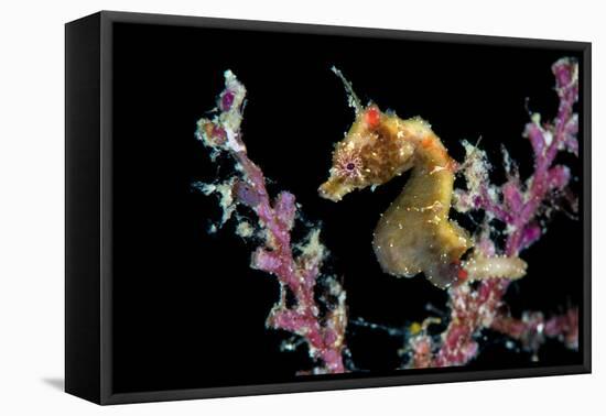 Portrait of a Severn's Pygmy Seahorse (Hippocampus Severnsi) at Mioskon Island-Alex Mustard-Framed Premier Image Canvas