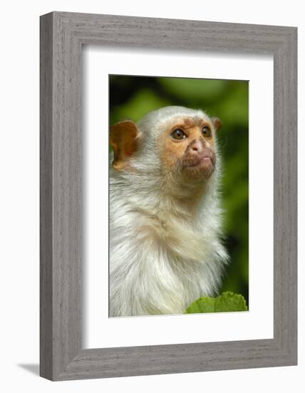 Portrait of a Silvery Marmoset (Mico - Callithrix Argentata)-Daniel Heuclin-Framed Photographic Print