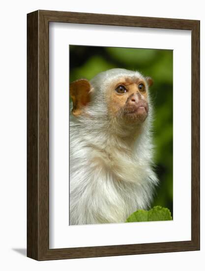 Portrait of a Silvery Marmoset (Mico - Callithrix Argentata)-Daniel Heuclin-Framed Photographic Print