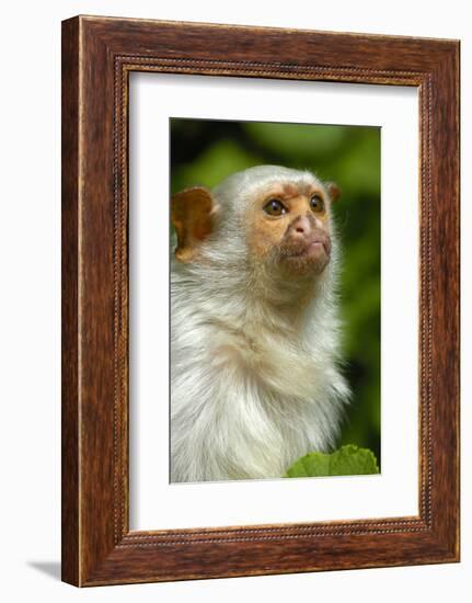 Portrait of a Silvery Marmoset (Mico - Callithrix Argentata)-Daniel Heuclin-Framed Photographic Print