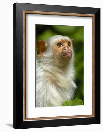 Portrait of a Silvery Marmoset (Mico - Callithrix Argentata)-Daniel Heuclin-Framed Photographic Print