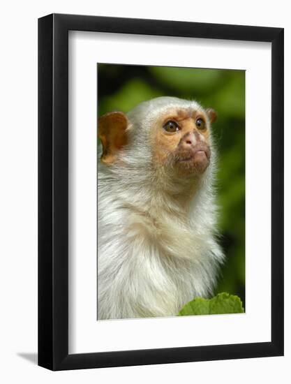 Portrait of a Silvery Marmoset (Mico - Callithrix Argentata)-Daniel Heuclin-Framed Photographic Print