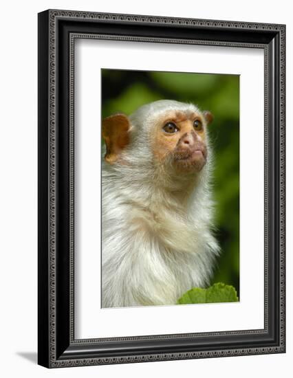 Portrait of a Silvery Marmoset (Mico - Callithrix Argentata)-Daniel Heuclin-Framed Photographic Print