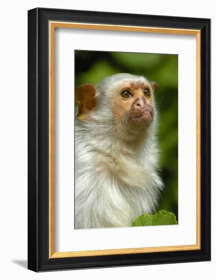 Portrait of a Silvery Marmoset (Mico - Callithrix Argentata)-Daniel Heuclin-Framed Photographic Print