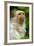 Portrait of a Silvery Marmoset (Mico - Callithrix Argentata)-Daniel Heuclin-Framed Photographic Print