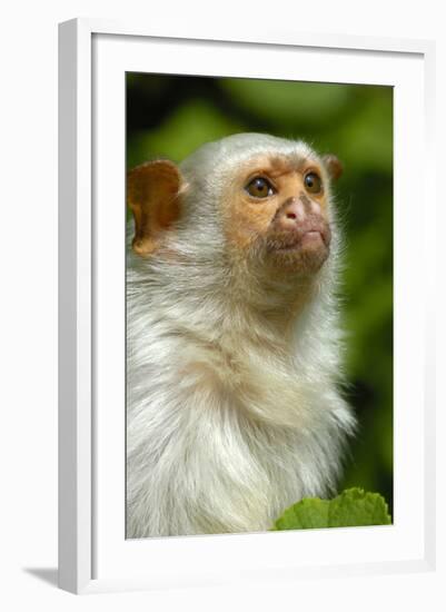 Portrait of a Silvery Marmoset (Mico - Callithrix Argentata)-Daniel Heuclin-Framed Photographic Print