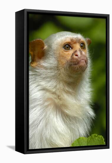 Portrait of a Silvery Marmoset (Mico - Callithrix Argentata)-Daniel Heuclin-Framed Premier Image Canvas