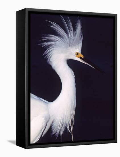 Portrait of a Snowy Egret in Breeding Plumage, Ding Darling NWR, Sanibel Island, Florida, USA-Charles Sleicher-Framed Premier Image Canvas