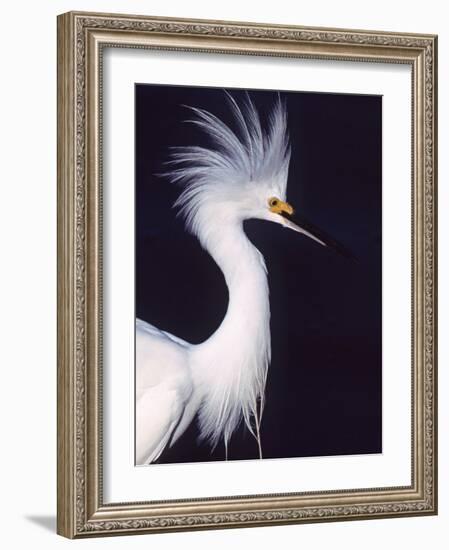 Portrait of a Snowy Egret in Breeding Plumage, Ding Darling NWR, Sanibel Island, Florida, USA-Charles Sleicher-Framed Photographic Print