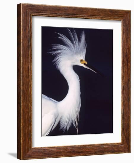Portrait of a Snowy Egret in Breeding Plumage, Ding Darling NWR, Sanibel Island, Florida, USA-Charles Sleicher-Framed Photographic Print