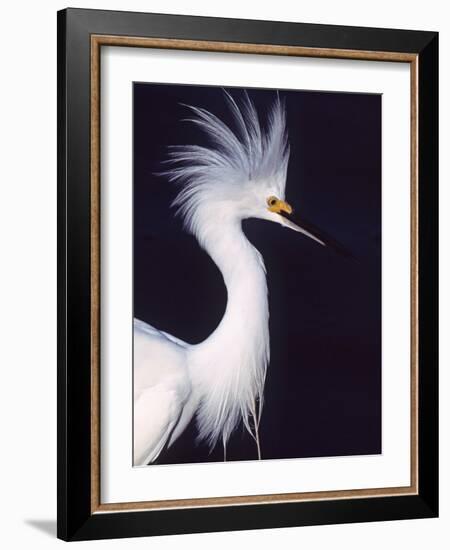 Portrait of a Snowy Egret in Breeding Plumage, Ding Darling NWR, Sanibel Island, Florida, USA-Charles Sleicher-Framed Photographic Print