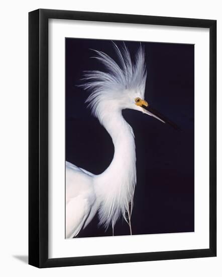 Portrait of a Snowy Egret in Breeding Plumage, Ding Darling NWR, Sanibel Island, Florida, USA-Charles Sleicher-Framed Photographic Print