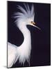 Portrait of a Snowy Egret in Breeding Plumage, Ding Darling NWR, Sanibel Island, Florida, USA-Charles Sleicher-Mounted Photographic Print