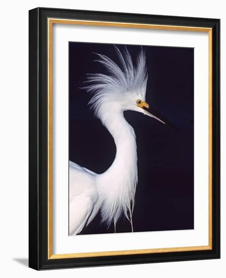 Portrait of a Snowy Egret in Breeding Plumage, Ding Darling NWR, Sanibel Island, Florida, USA-Charles Sleicher-Framed Photographic Print