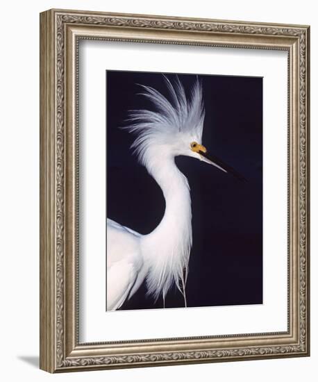 Portrait of a Snowy Egret in Breeding Plumage, Ding Darling NWR, Sanibel Island, Florida, USA-Charles Sleicher-Framed Photographic Print