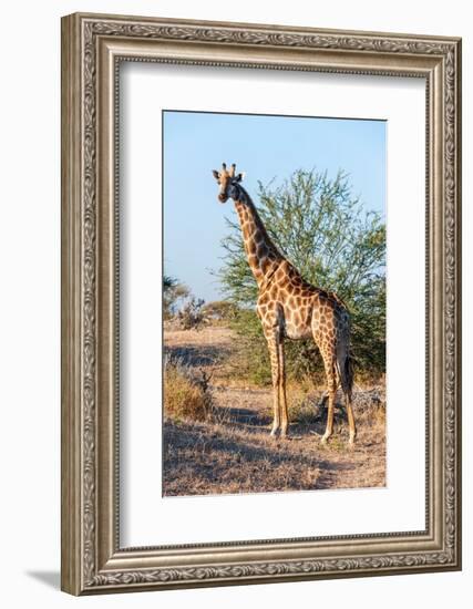 Portrait of a southern giraffe looking at the camera. Mashatu Game Reserve, Botswana.-Sergio Pitamitz-Framed Photographic Print