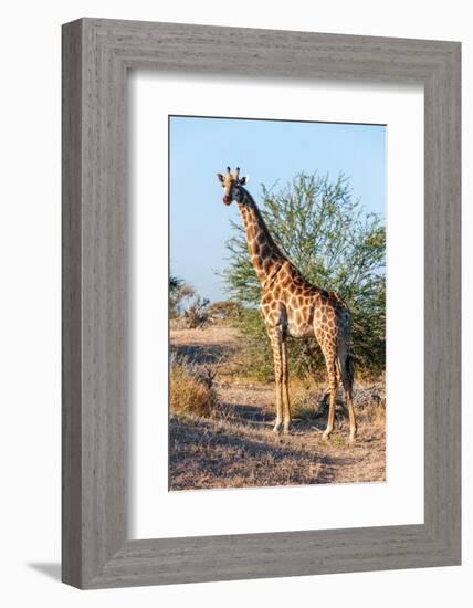 Portrait of a southern giraffe looking at the camera. Mashatu Game Reserve, Botswana.-Sergio Pitamitz-Framed Photographic Print