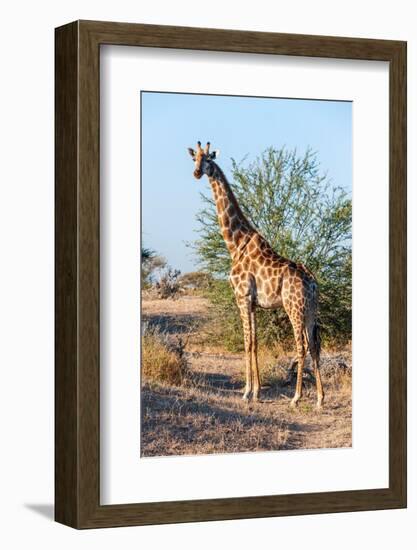 Portrait of a southern giraffe looking at the camera. Mashatu Game Reserve, Botswana.-Sergio Pitamitz-Framed Photographic Print