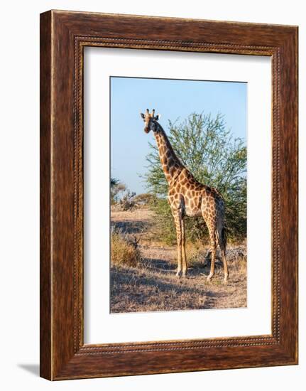 Portrait of a southern giraffe looking at the camera. Mashatu Game Reserve, Botswana.-Sergio Pitamitz-Framed Photographic Print