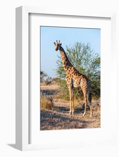 Portrait of a southern giraffe looking at the camera. Mashatu Game Reserve, Botswana.-Sergio Pitamitz-Framed Photographic Print