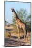 Portrait of a southern giraffe looking at the camera. Mashatu Game Reserve, Botswana.-Sergio Pitamitz-Mounted Photographic Print