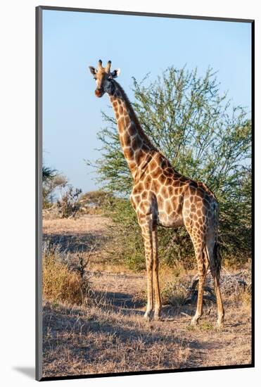 Portrait of a southern giraffe looking at the camera. Mashatu Game Reserve, Botswana.-Sergio Pitamitz-Mounted Photographic Print