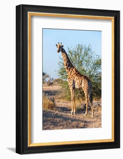 Portrait of a southern giraffe looking at the camera. Mashatu Game Reserve, Botswana.-Sergio Pitamitz-Framed Photographic Print