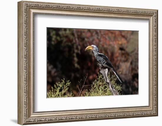 Portrait of a southern yellow-billed hornbill. Chief Island, Okavango Delta, Botswana.-Sergio Pitamitz-Framed Photographic Print