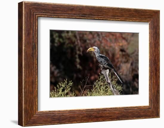 Portrait of a southern yellow-billed hornbill. Chief Island, Okavango Delta, Botswana.-Sergio Pitamitz-Framed Photographic Print