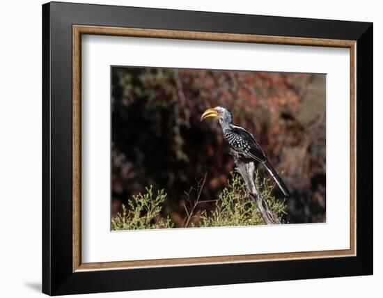 Portrait of a southern yellow-billed hornbill. Chief Island, Okavango Delta, Botswana.-Sergio Pitamitz-Framed Photographic Print