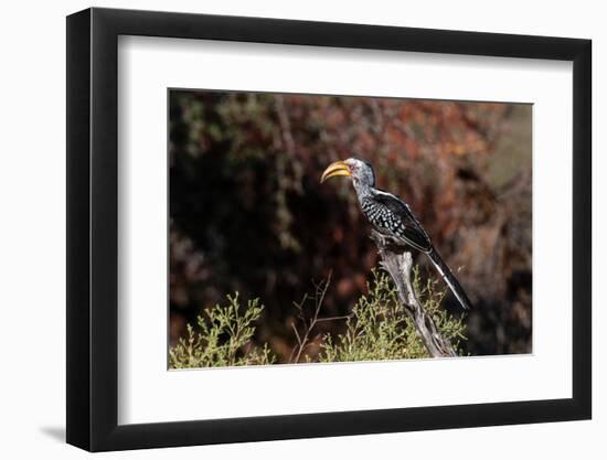 Portrait of a southern yellow-billed hornbill. Chief Island, Okavango Delta, Botswana.-Sergio Pitamitz-Framed Photographic Print