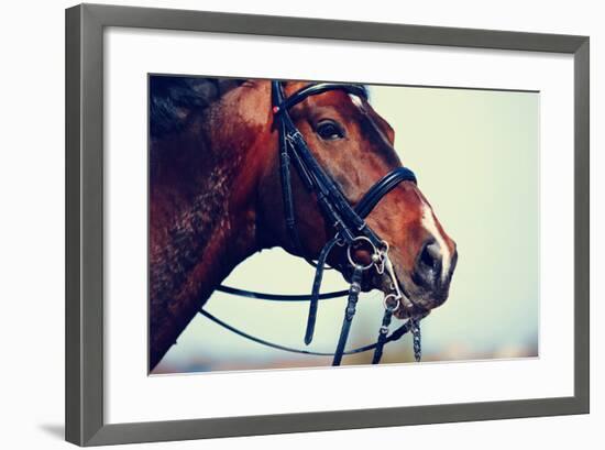 Portrait of A Sports Brown Horse.-AZALIA-Framed Photographic Print