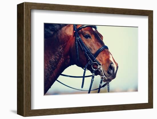 Portrait of A Sports Brown Horse.-AZALIA-Framed Photographic Print
