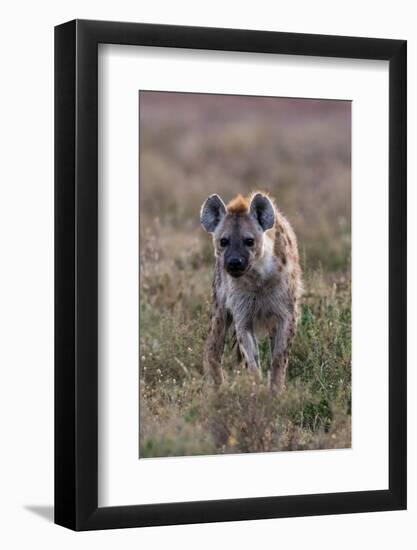 Portrait of a spotted hyena, Crocuta Crocuta. Ndutu, Ngorongoro Conservation Area, Tanzania-Sergio Pitamitz-Framed Photographic Print