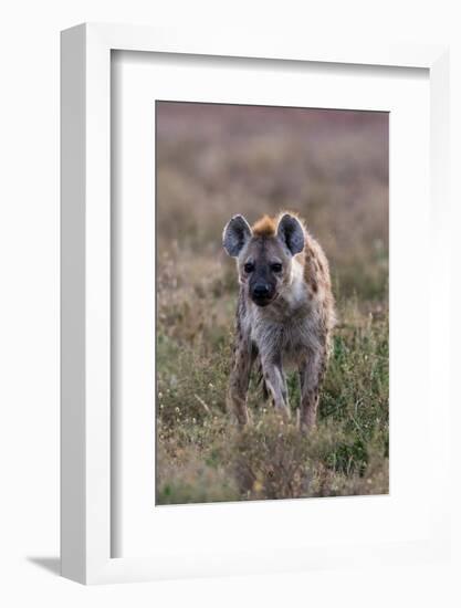 Portrait of a spotted hyena, Crocuta Crocuta. Ndutu, Ngorongoro Conservation Area, Tanzania-Sergio Pitamitz-Framed Photographic Print