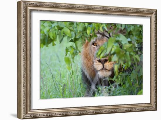Portrait Of A Stalking Male Lion Hiding Behind A Bush Showing Only One Eye-Karine Aigner-Framed Photographic Print